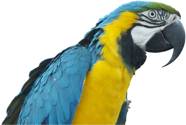 Parrot, Ara, Bird, Colorful Plumage, Transparent - Pappagallo Png (960x638), Png Download