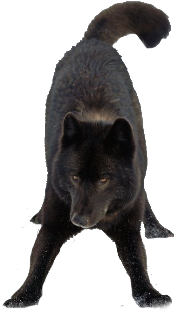 Shadow The Puma - Czechoslovakian Wolfdog (400x400), Png Download