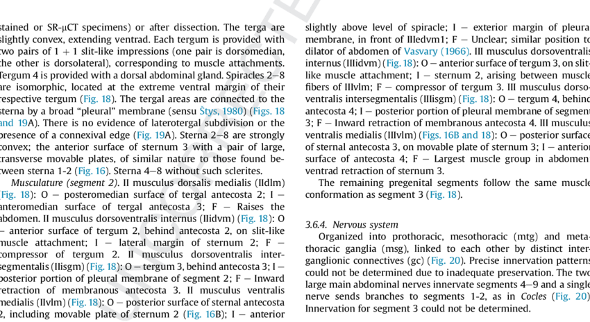 Clsm Images Of Proboscidopirates Sp - (page 6) (850x464), Png Download