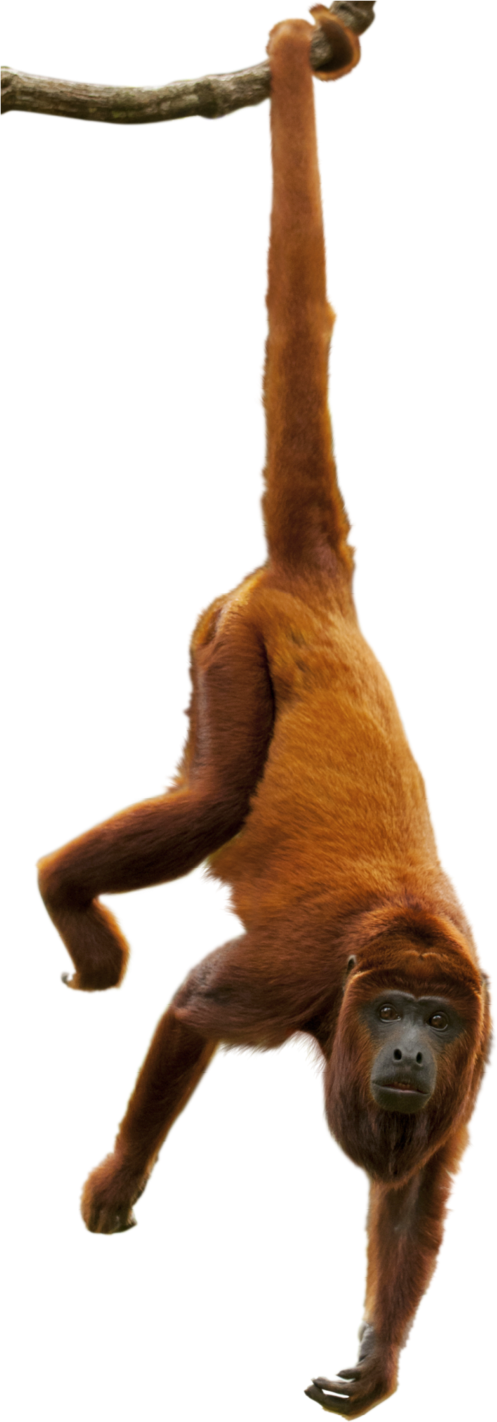 Howler Monkey Png Clipart Black And White Library - Howler Monkey Png (960x2061), Png Download