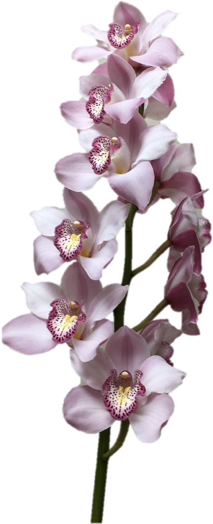 Cymbidium Supreme Light Lavender Orchid - Orchids (545x1125), Png Download