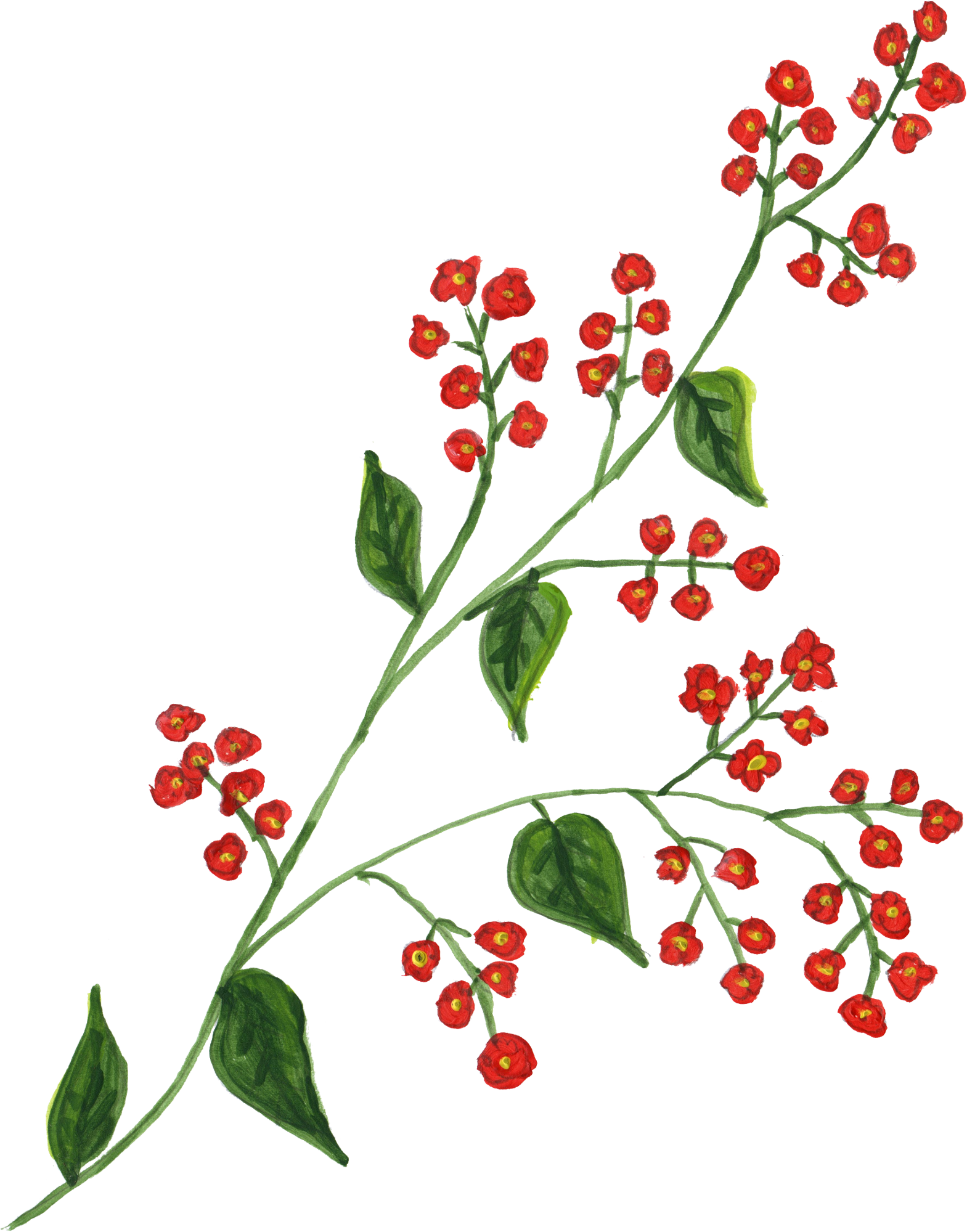 Free Download - Gilliflower (1569x1999), Png Download