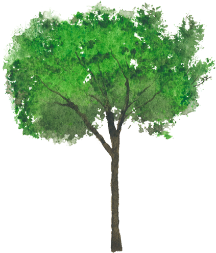 Arbol Trueno (750x502), Png Download