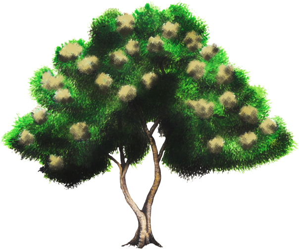Green (750x502), Png Download