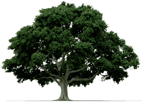 Siete Razones Para Plantar Un Árbol (760x419), Png Download