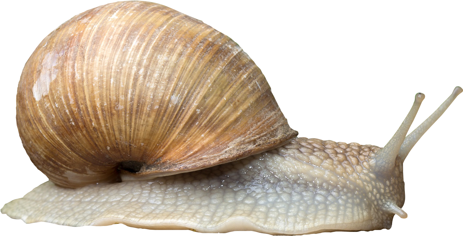 Photos Stephanie Horn - Snail Png (1574x834), Png Download