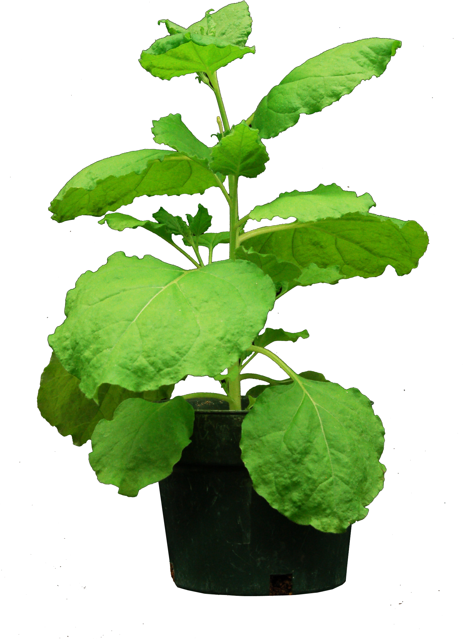 Valencia Expression - Nicotiana Benthamiana No Background (1652x2368), Png Download