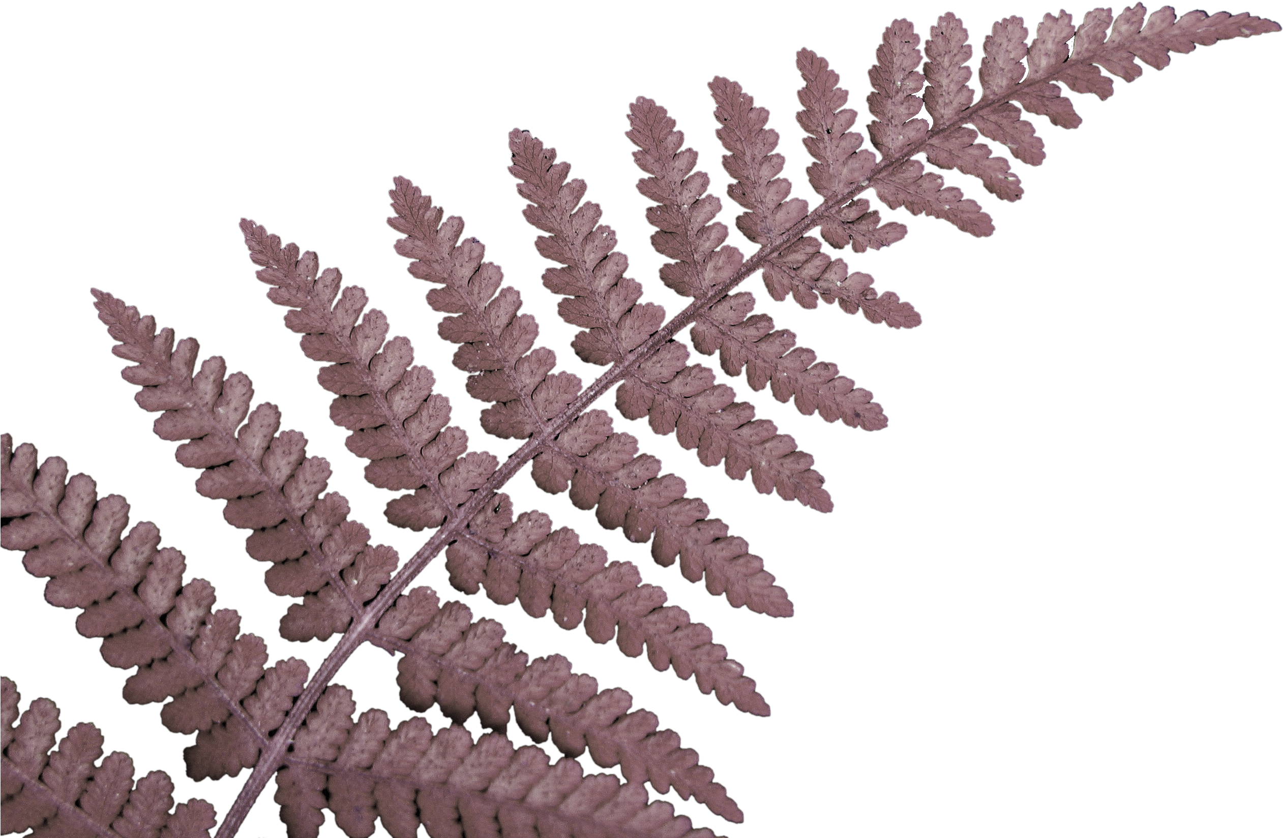 Fern Leaf - Das Neuseeland Work & Travel Tagebuch :o) (2592x1944), Png Download