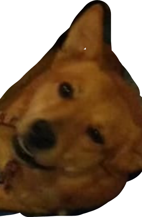 Basenji (480x732), Png Download