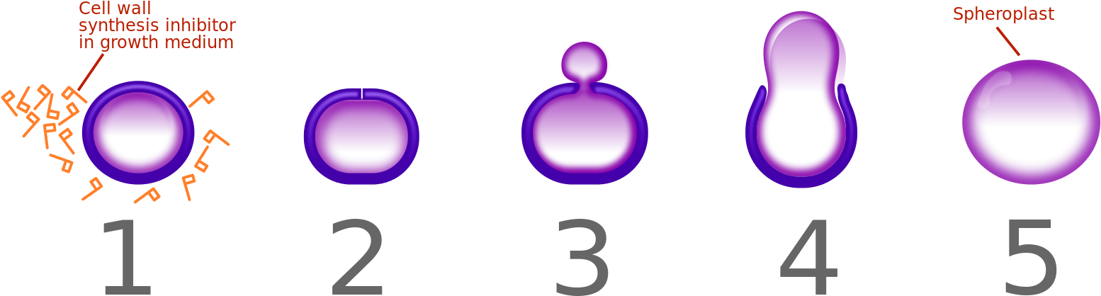 Penicillin Spheroplast Generation Horizontal - Penicillin Spheroplast (1570x430), Png Download