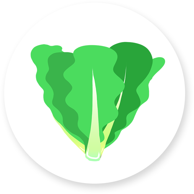 Romaine Lettuce - Illustration (656x656), Png Download