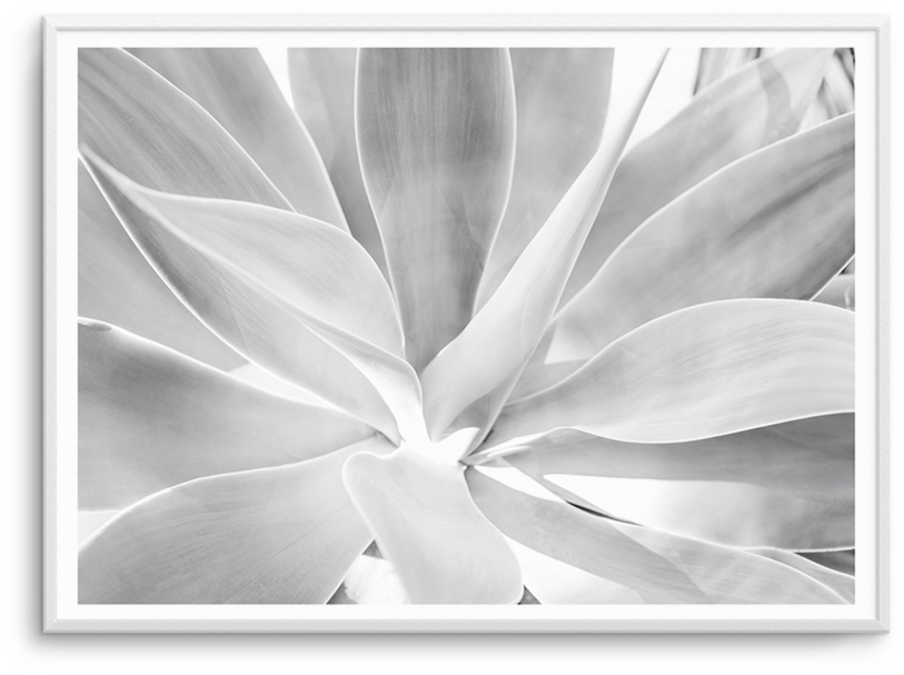 Agave Black & White - Mural (830x1024), Png Download