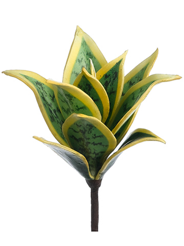 8" Mini Agave Plant Green Cream (800x800), Png Download