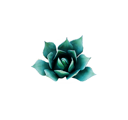 Derived From Mexico's Blue Agave Plant, Agave Is Nature's - Poster: Hennigan's Poster: Carly Hennigan Poster, 24x16in. (559x557), Png Download
