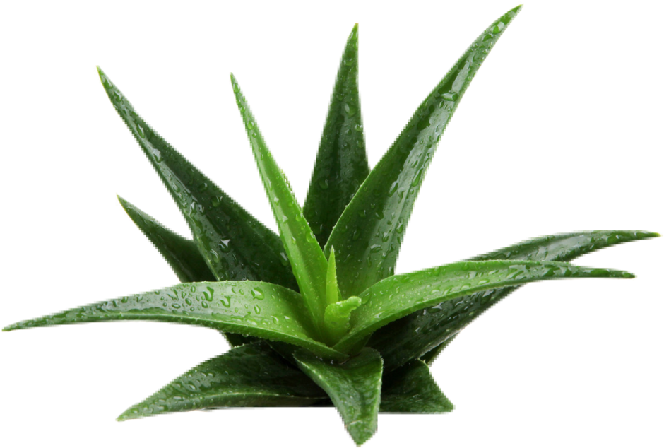 Aloe Background Removed (1000x674), Png Download