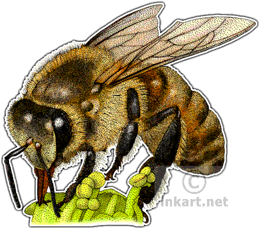 Western Honey Bee - Bee Stippling (520x457), Png Download