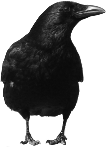 Raven - Crow Png (375x500), Png Download