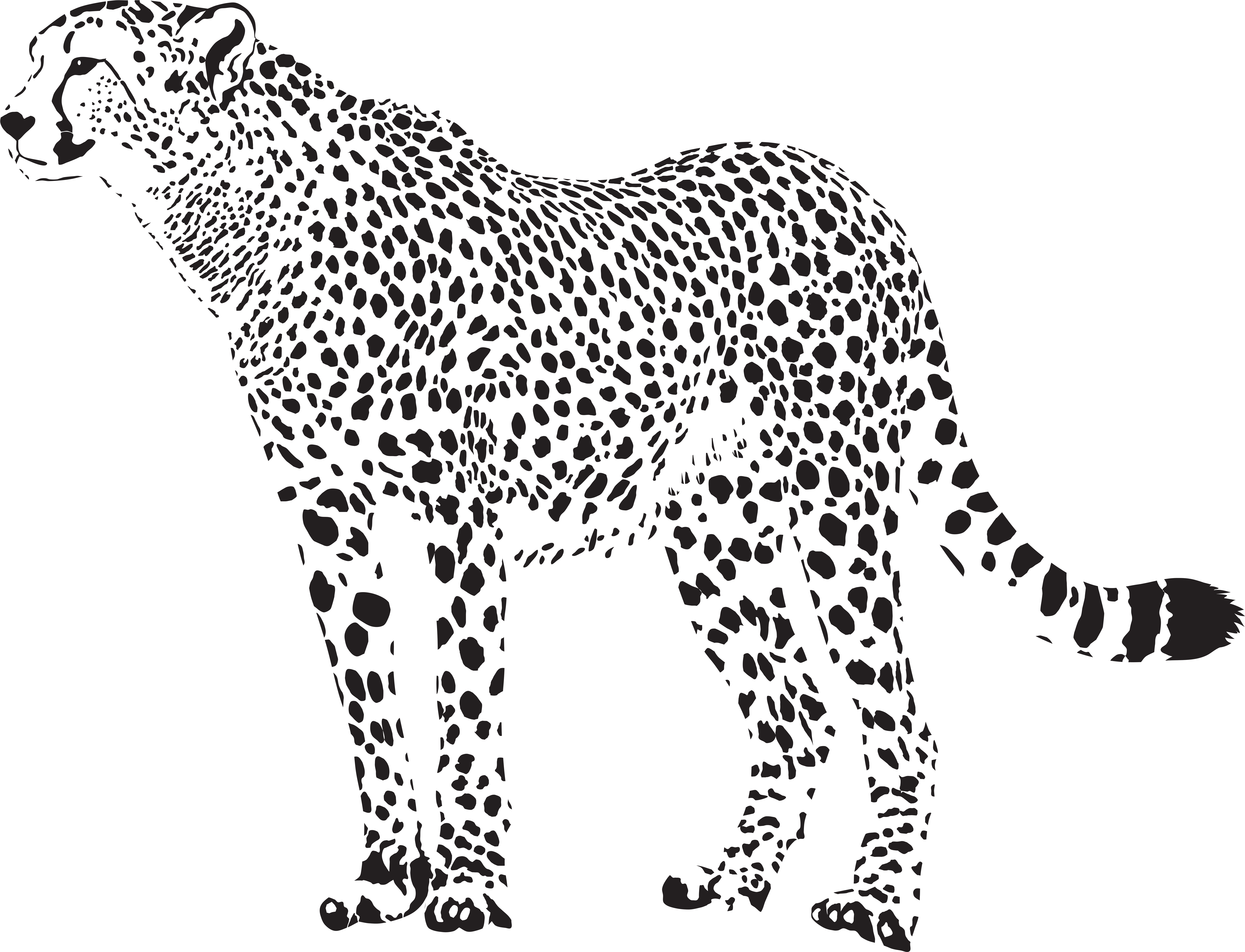 Cheetah Png (8000x6118), Png Download