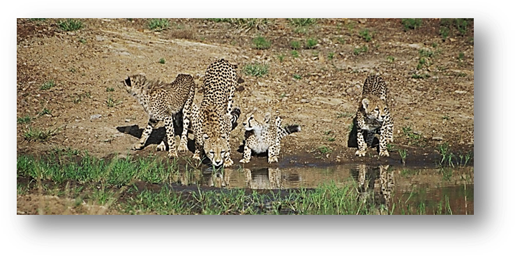 Cheetahs Drinking Water Mara - Water (752x379), Png Download
