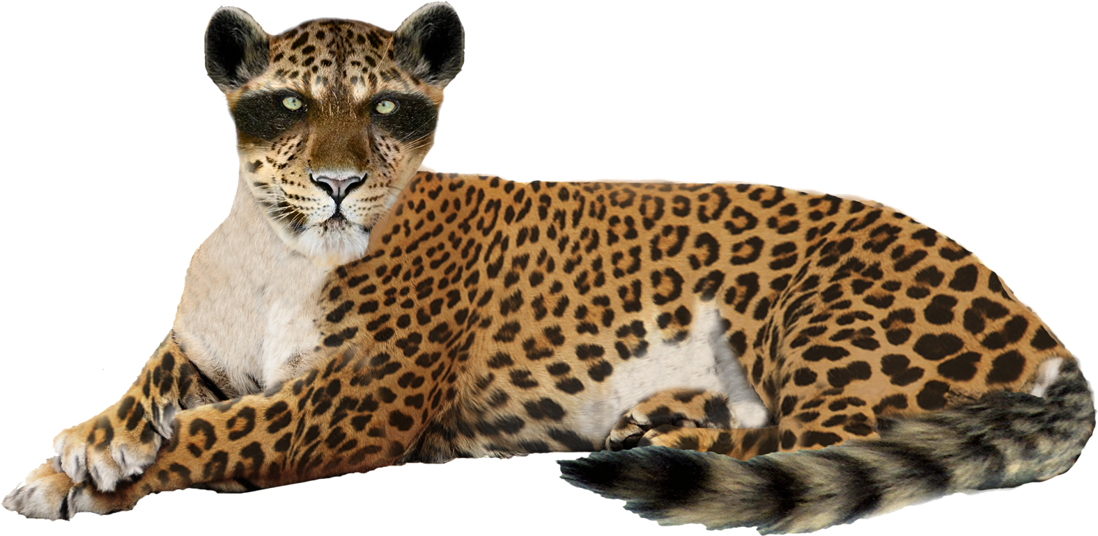 Leopard Png (1600x801), Png Download