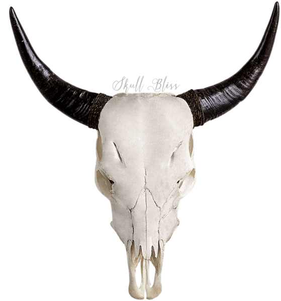 Carved Cow Skull // Xl Horns - Cow Skull (645x645), Png Download