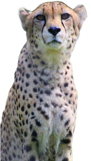 Cheetah (311x549), Png Download