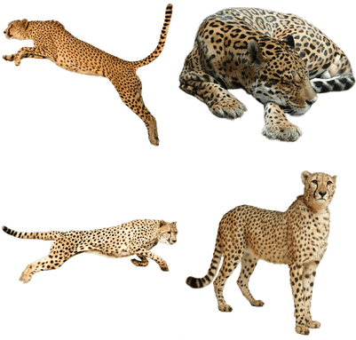 Cheetah Animal Png (400x400), Png Download