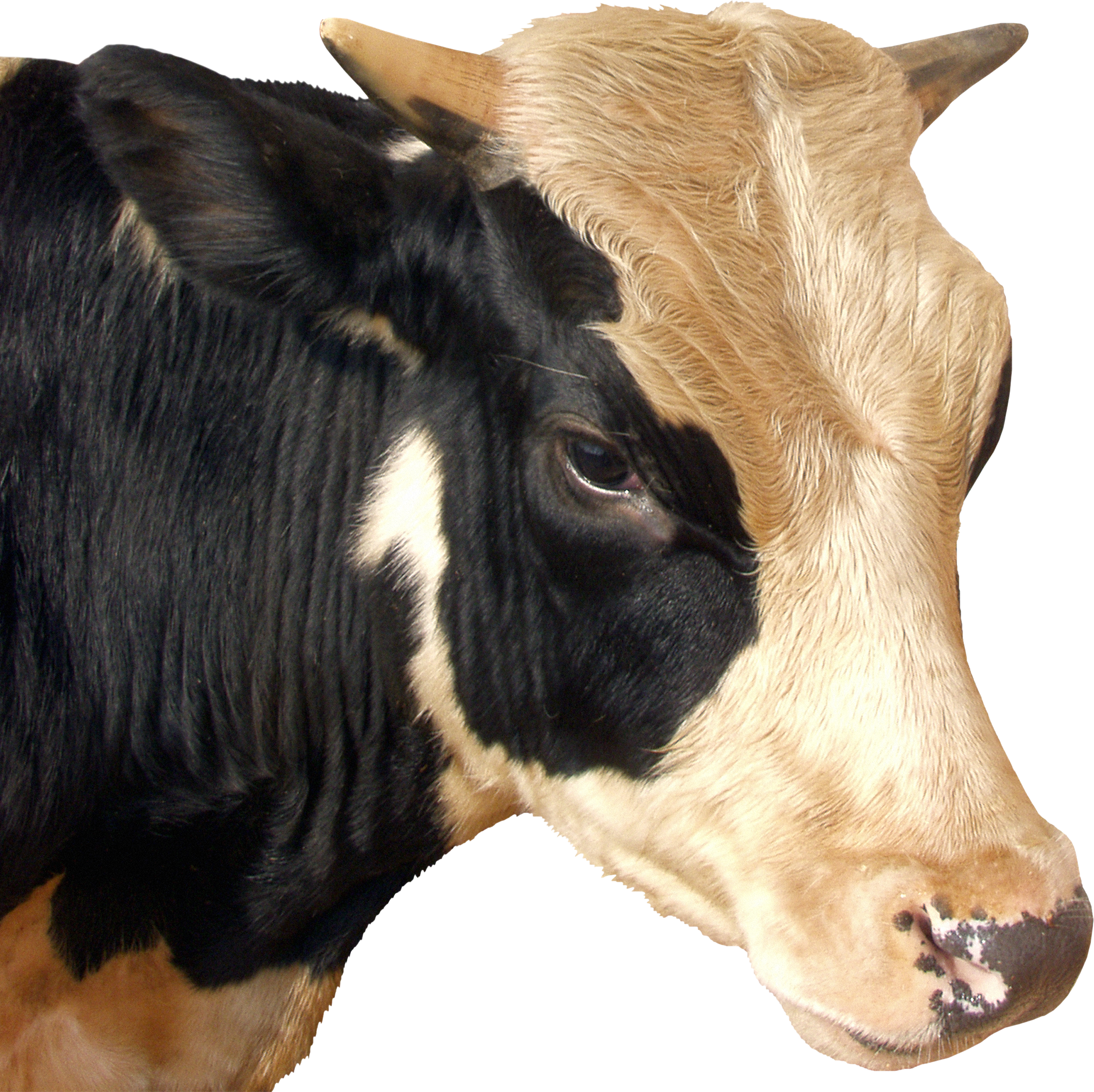 Cow Head Png (2523x2520), Png Download