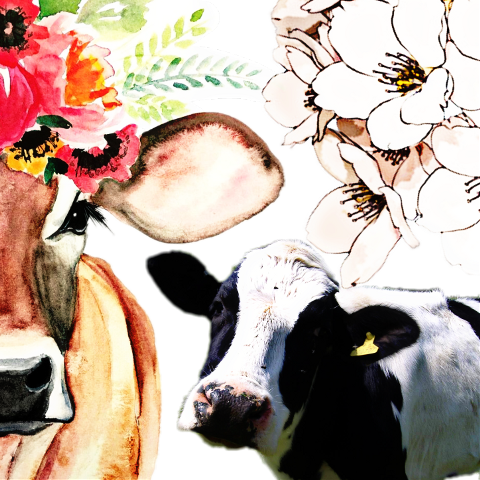 Cow Watercolor Painting (480x480), Png Download
