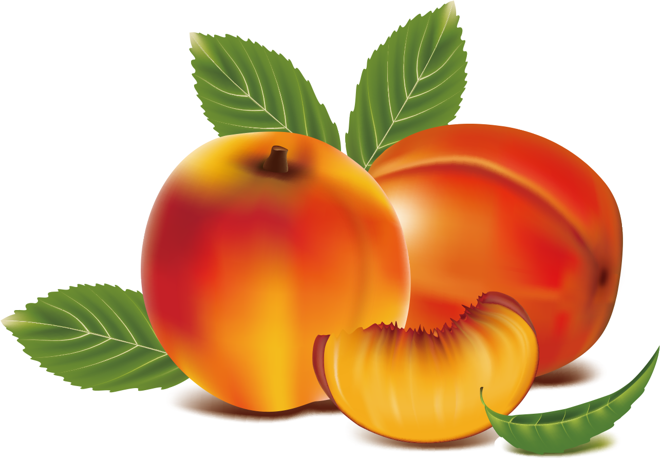 Peach Clipart Apricot - Peach Fruit Clipart (1361x914), Png Download