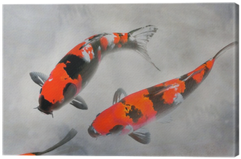Calico Koi Fish Watercolor Illustration Canvas Print - Pez Koi Rojo Real (400x400), Png Download