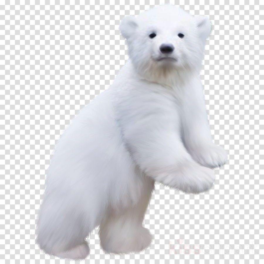 Polar Bear Baby Png Clipart Polar Bear Brown Bear - Polar Bear Cub Png (900x900), Png Download