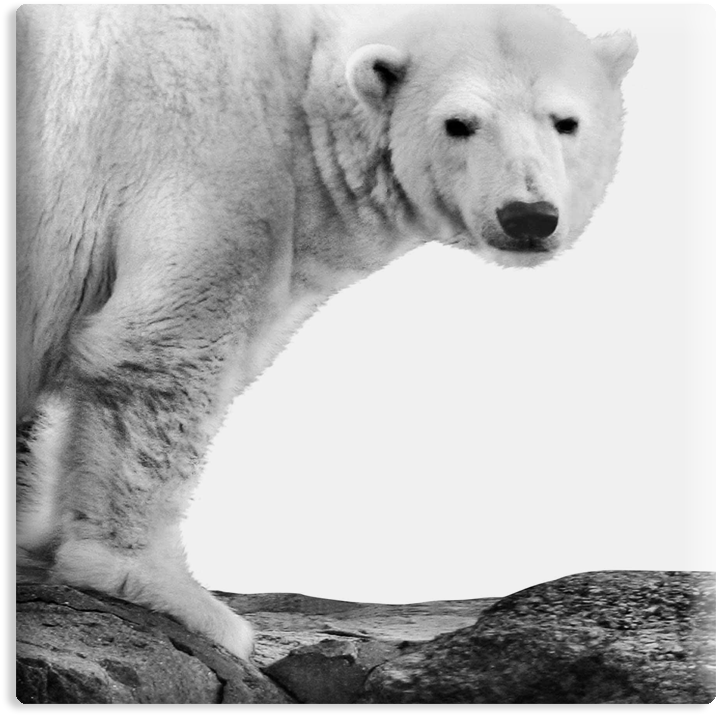 Polar Bear (1000x1000), Png Download