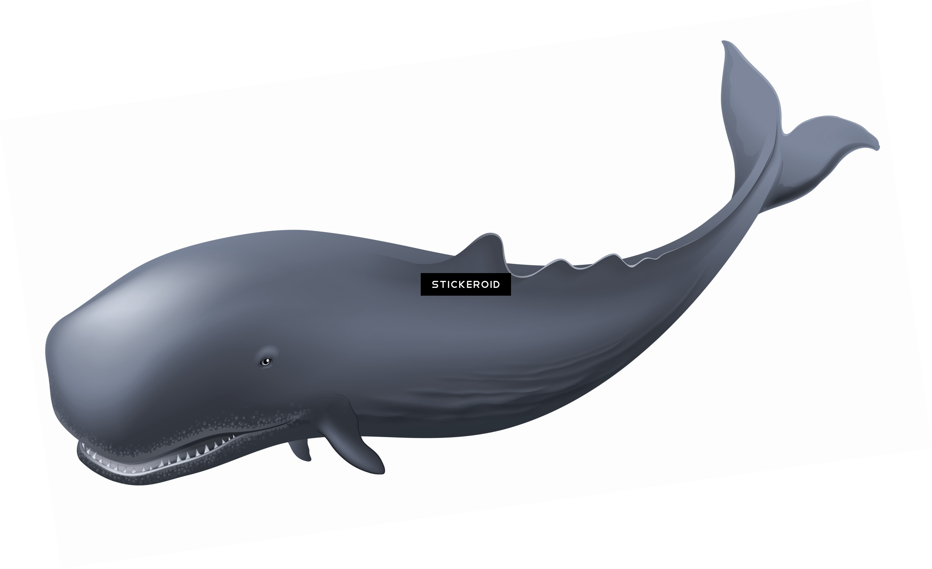 Whale Clipart - Whales (3715x2269), Png Download