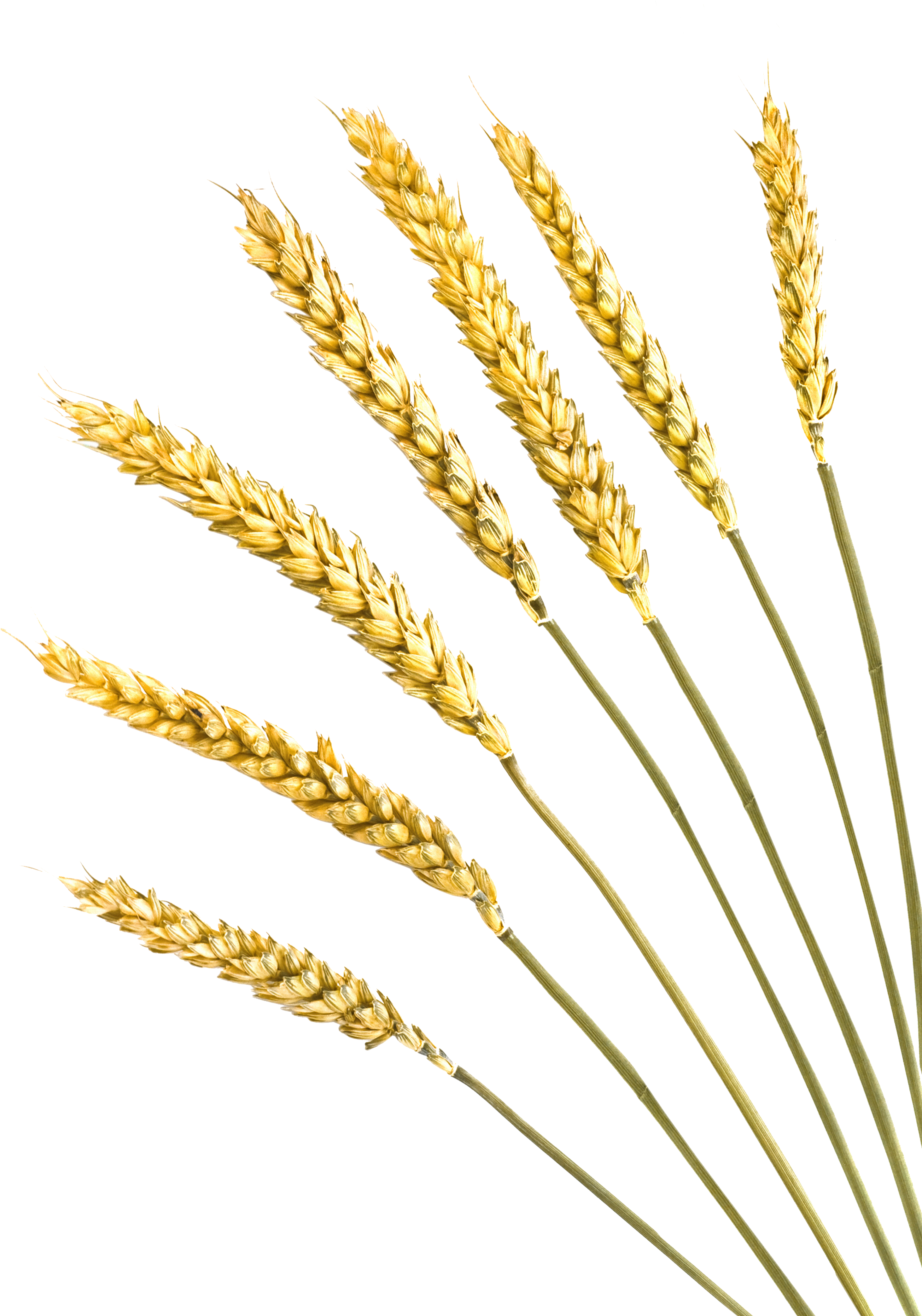 Clip Art Freeuse Stock Barley Vector Crop - Rye Png (2923x4531), Png Download