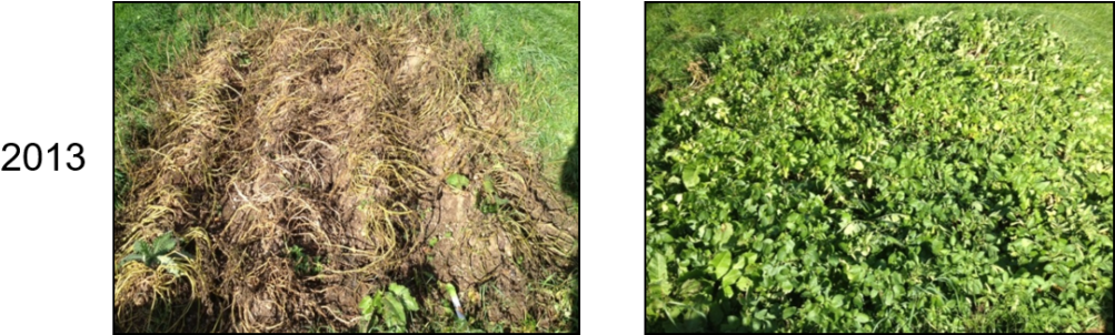 Grass (1024x301), Png Download