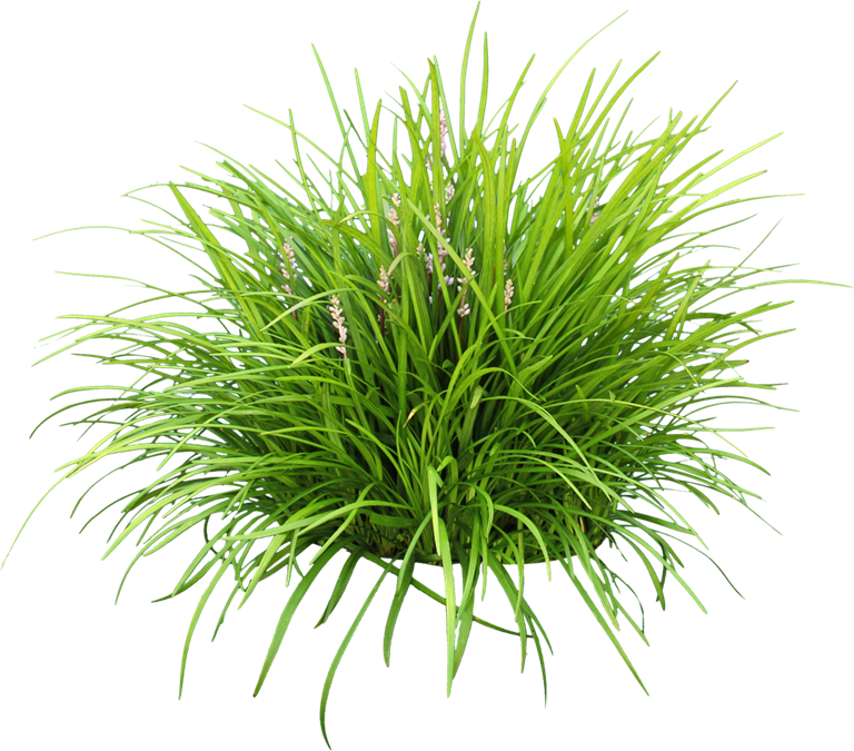 Liriope Png - Lily Turf Png (768x675), Png Download