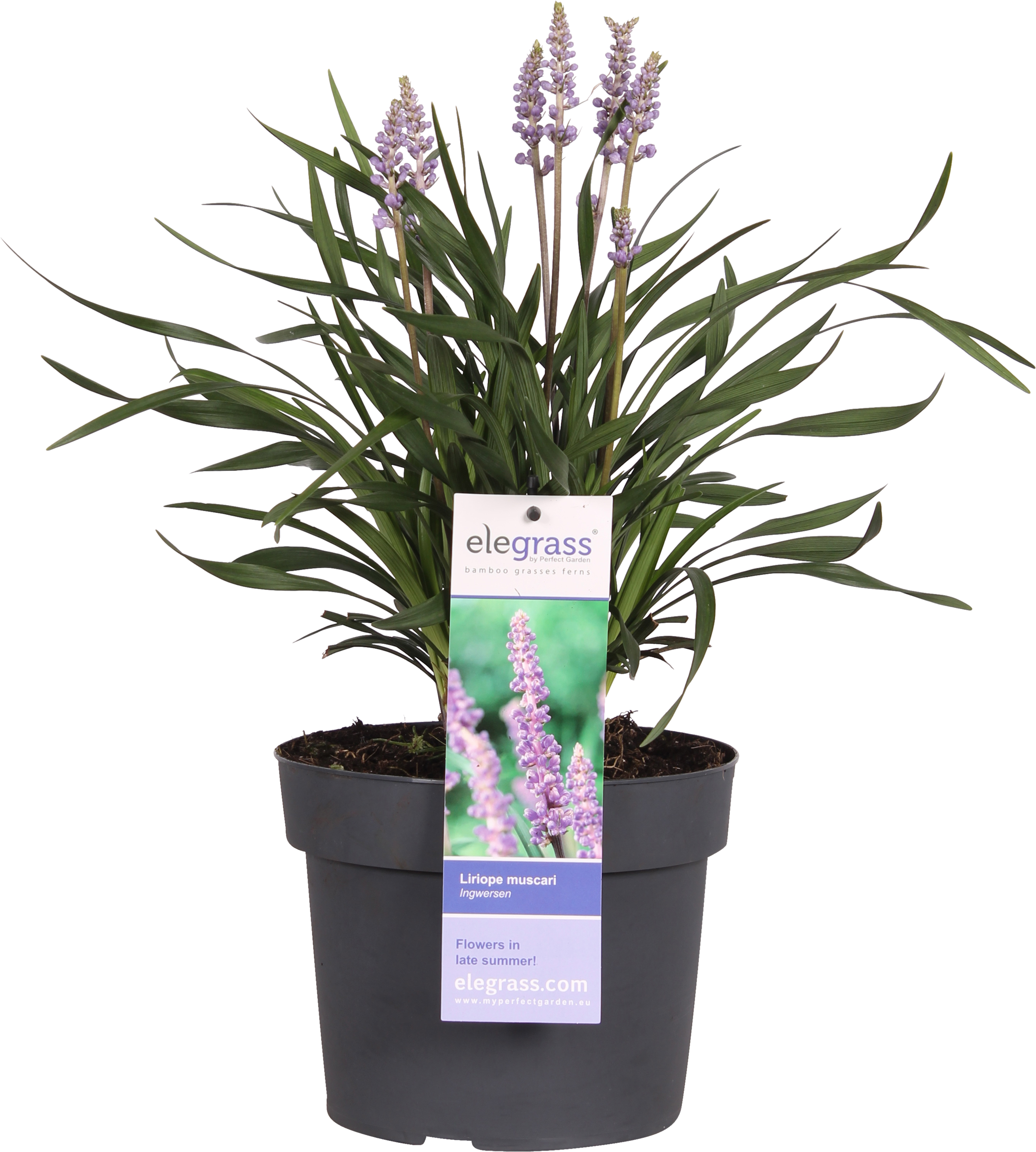Liriope Png (2500x2500), Png Download