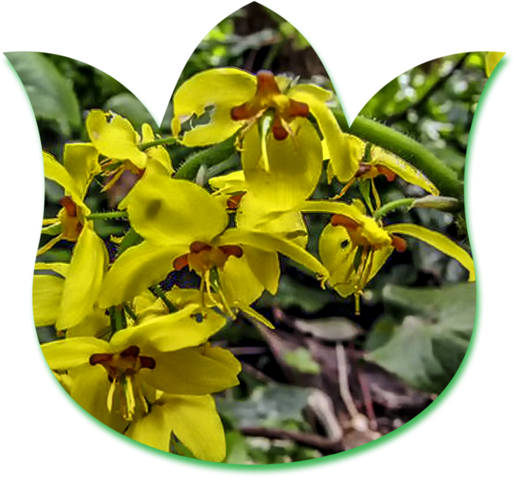 Cardiocrinum Cyclamen /new Monthly Plant Salesepimedium (1024x948), Png Download