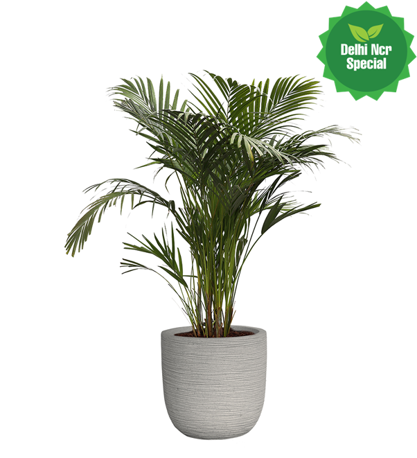 Picture5 - Houseplant (708x727), Png Download