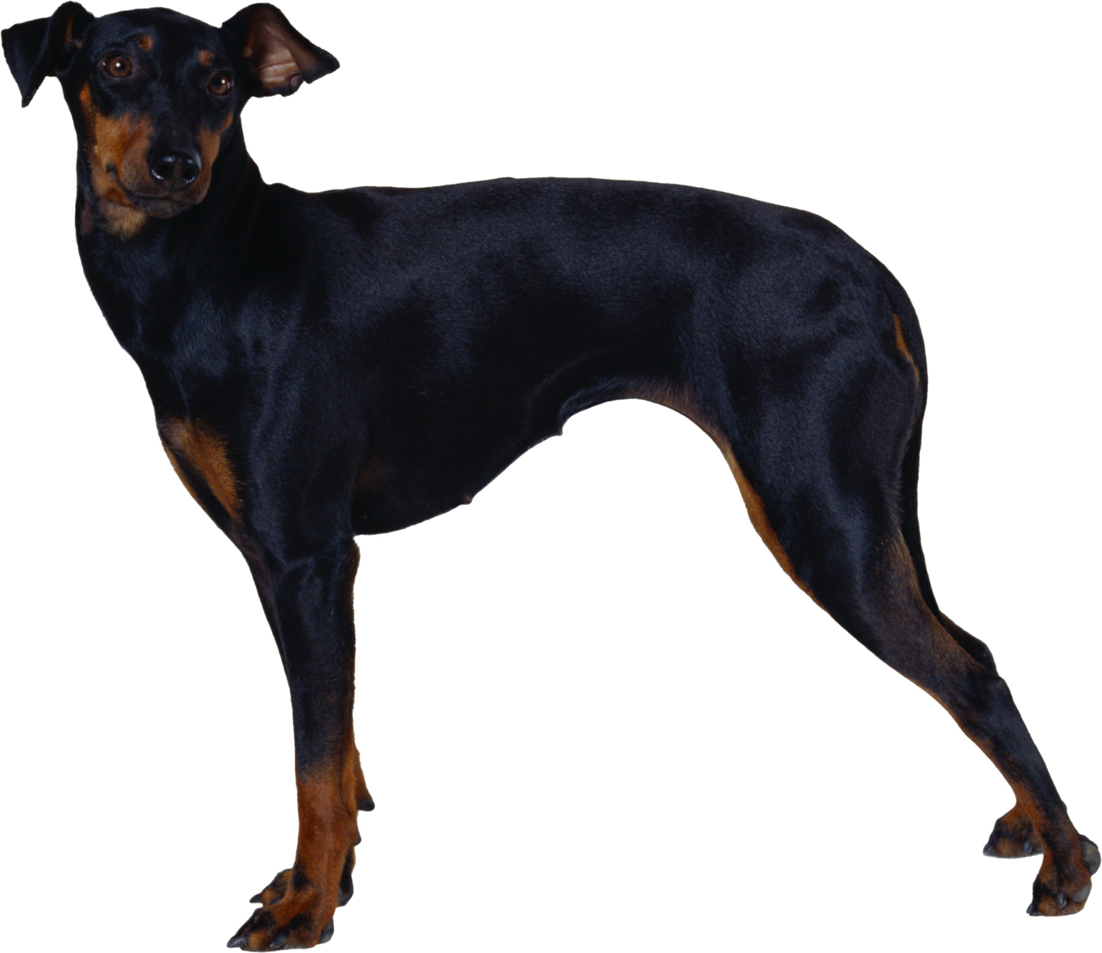 Dog Png - Manchester Terrier (2263x1957), Png Download
