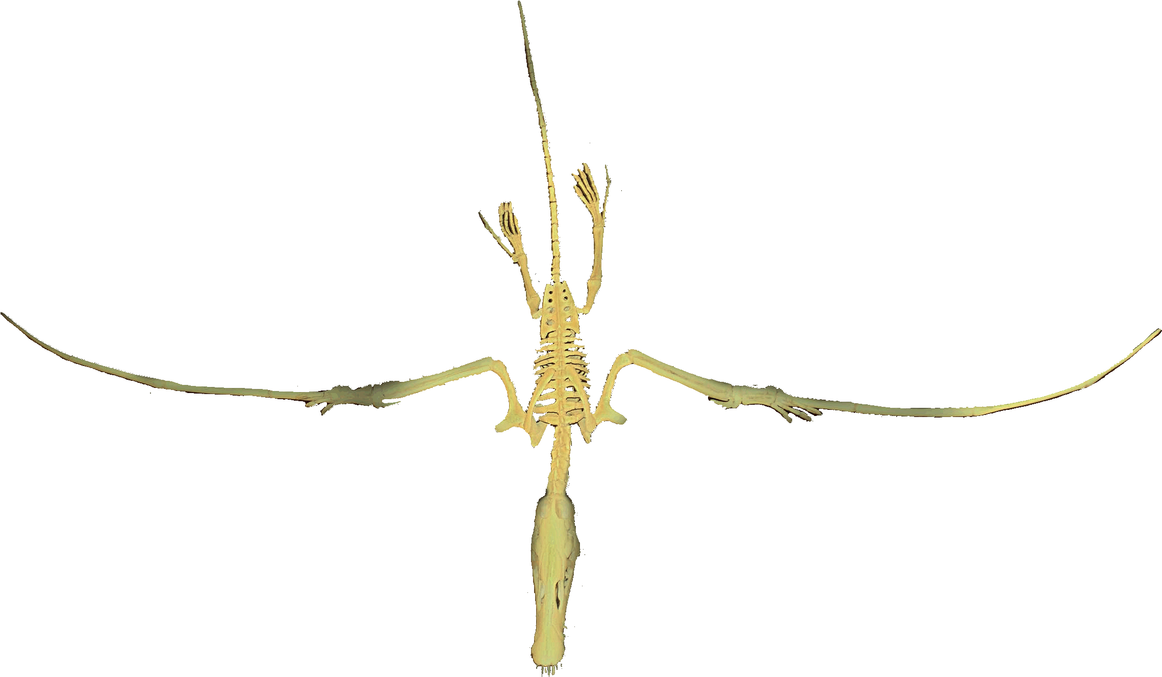 Dorygnathus Banthensis - Dorygnathus (2282x1424), Png Download