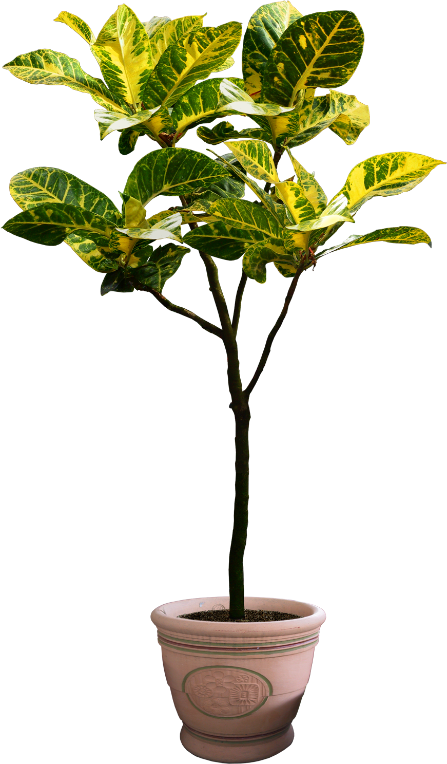 By Digitalwideresource Pinterest - Png Plants Free Download (710x1124), Png Download