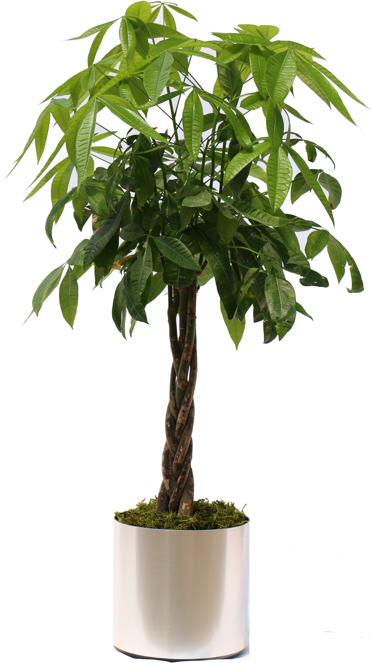 Potted Tropical Plants Png Clip Art Free (1296x2372), Png Download