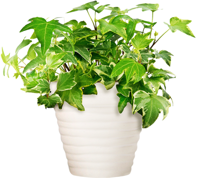 Potted Plant - Transparent Potted Plants Png (389x352), Png Download