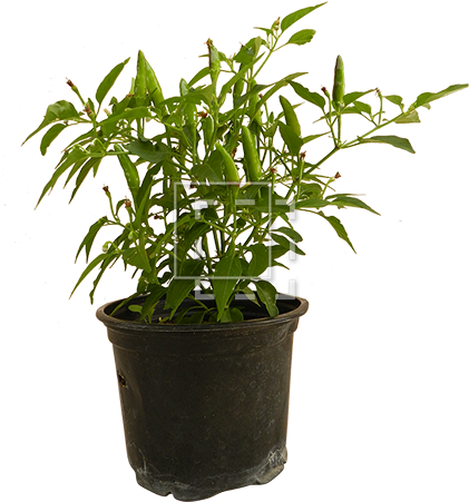 Parent Category - Sweet Osmanthus (450x450), Png Download