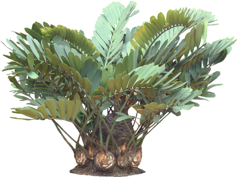 A Potted Trpoical Plant - Tropical Pot Plant Png (801x601), Png Download