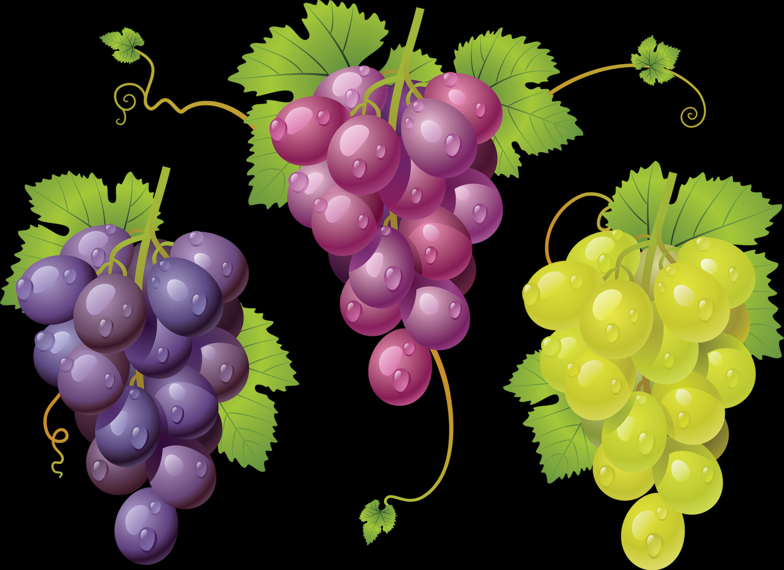 A Grape Is A Fruit, Botanically A Berry, Of The Deciduous (1600x1164), Png Download
