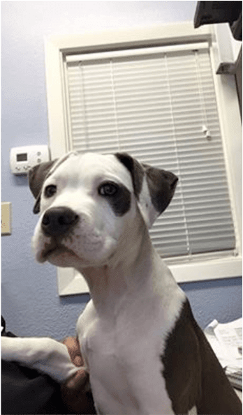 Khaleesi - Valley Bulldog (1000x594), Png Download