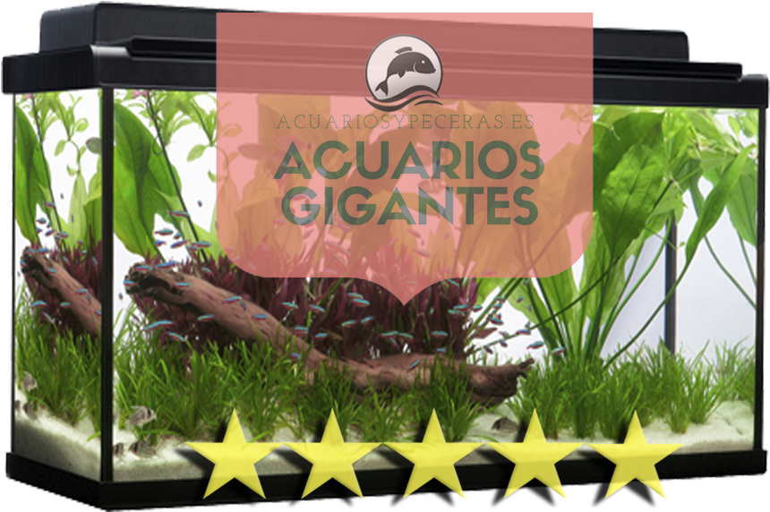 Gigantes - Venta De Acuarios 1000 Litros (962x1023), Png Download